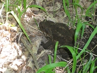 Monte_Fior_di_Cosimo - Bufo_bufo_20110605 030.jpg